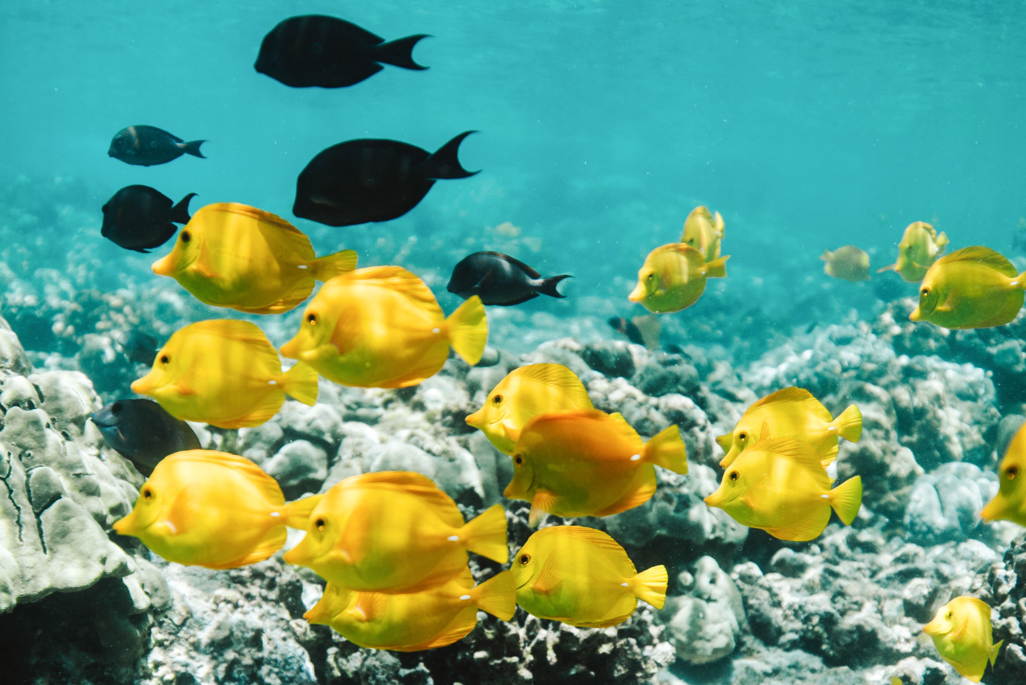 Fische im wunderschönen Kealakekua Bay auf Hawaii Island