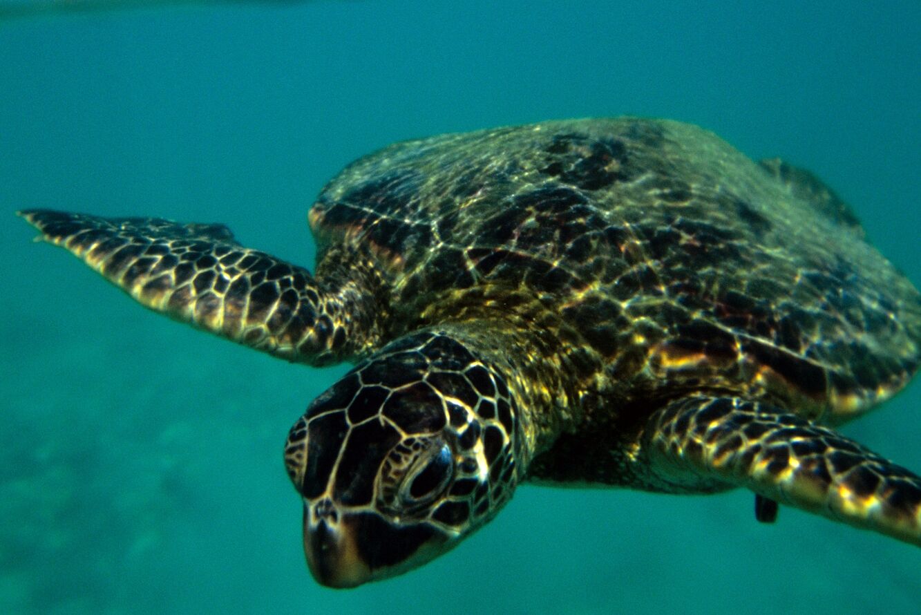 Underwater shot of honu