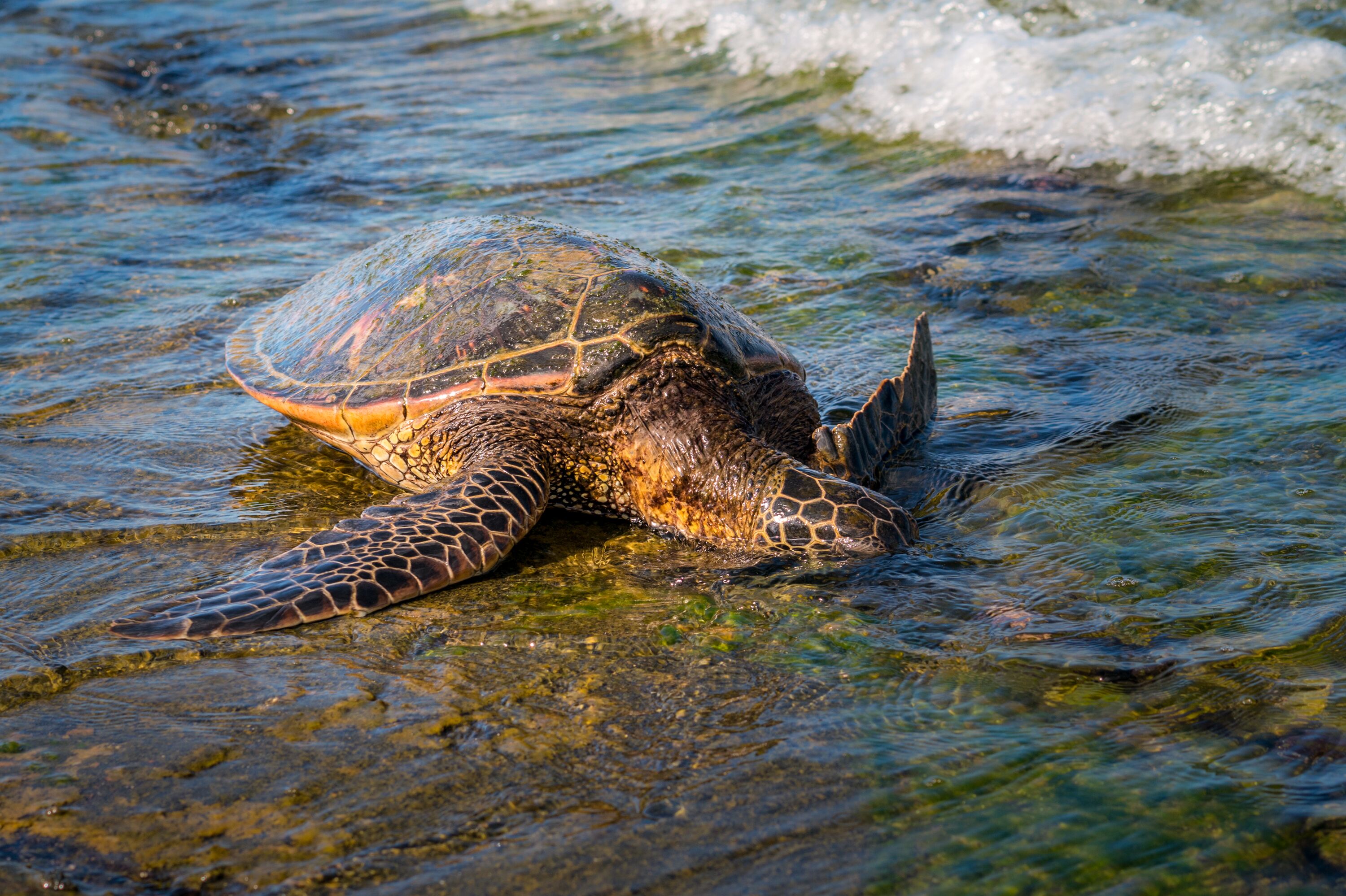 Eine hawaiianische Schildkröte am Strand von Big Island