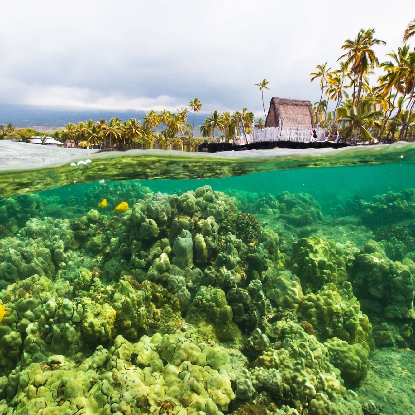 Korallen beim Hale o Keawe Heiau Tempel an der Kealakekua Bay, Big Island