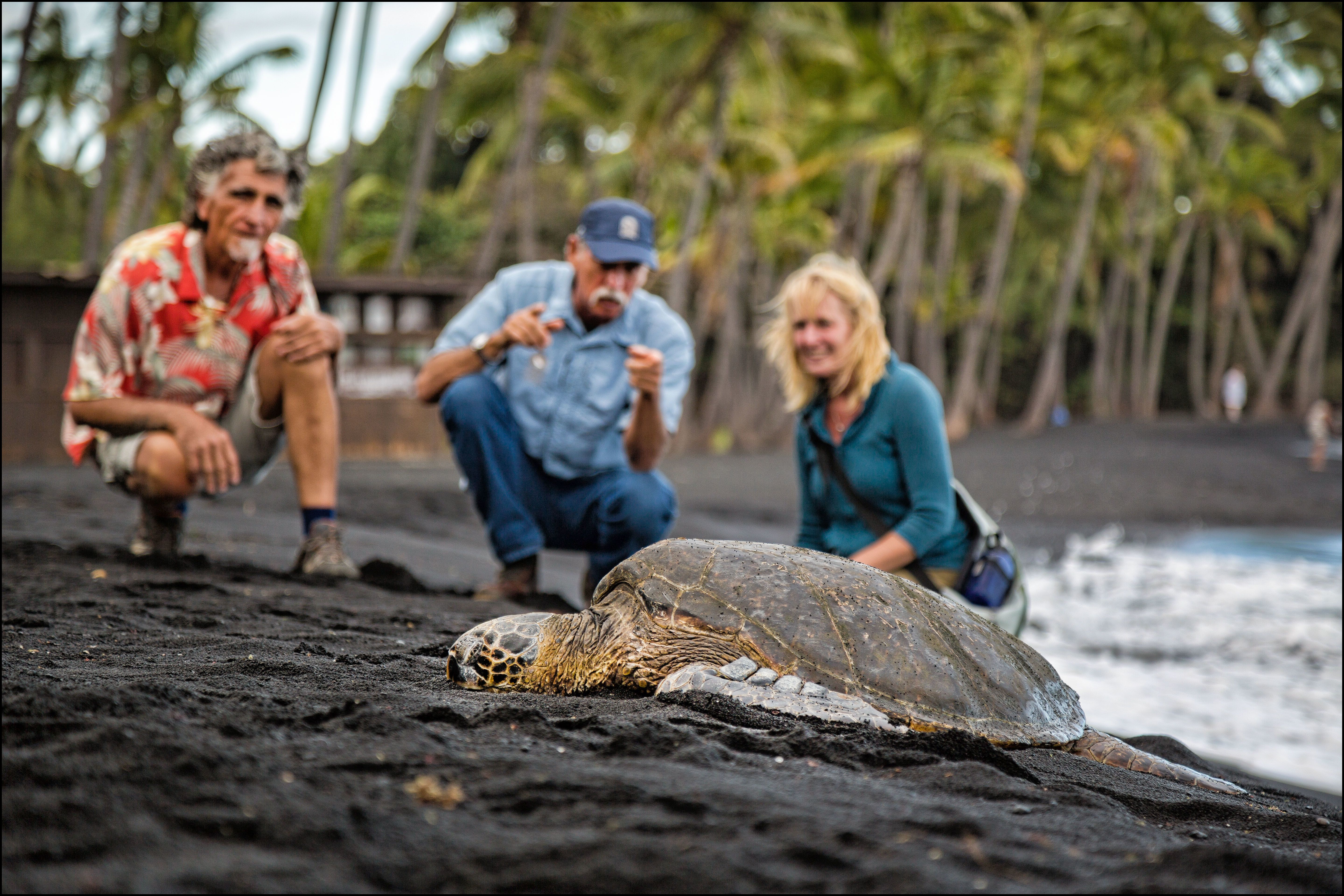 Eine Schildkröte im Volcanoes National Park auf Hawaii