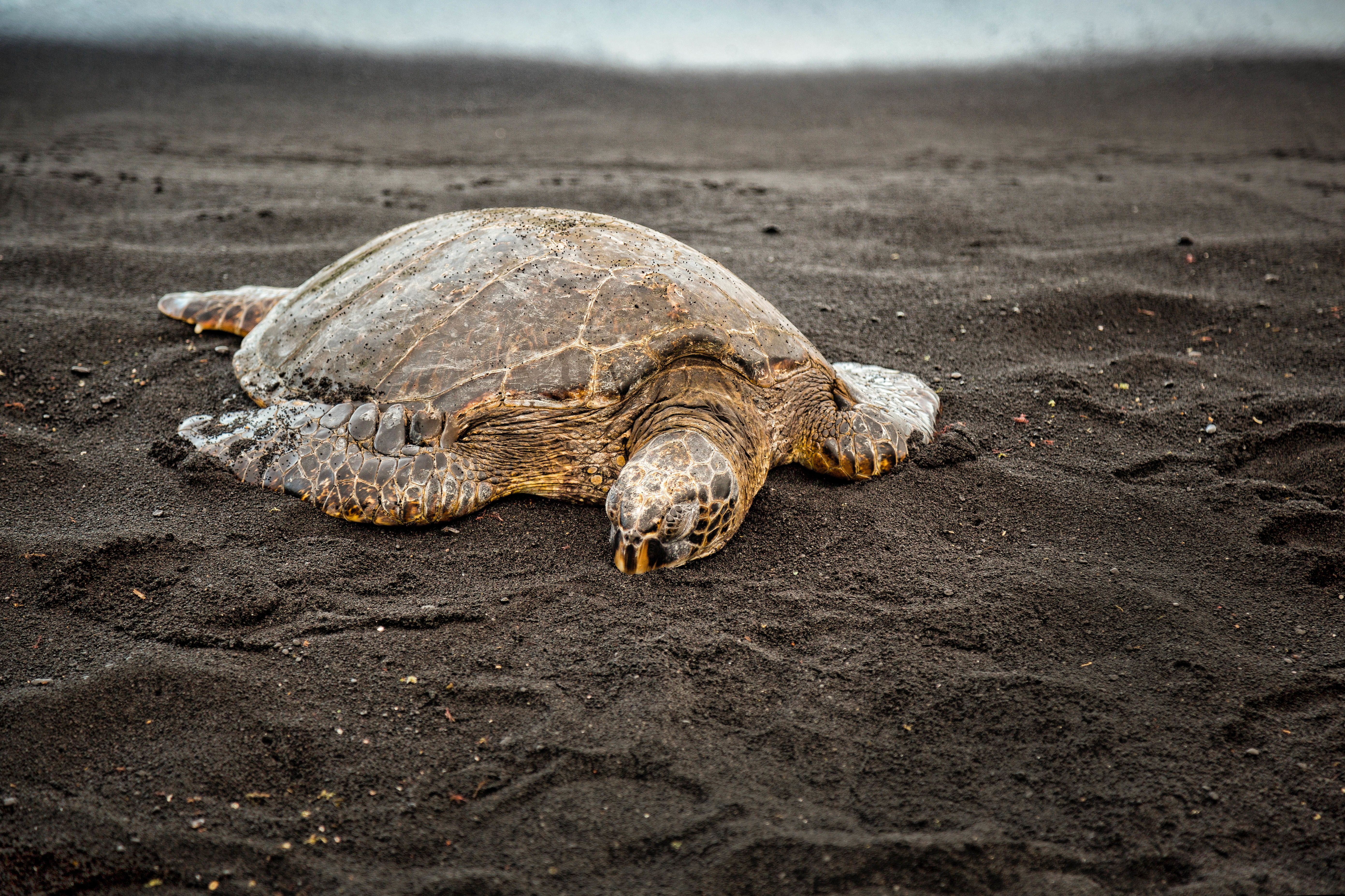 Eine Schildkröte am Strand im Volcanoes National Park von Hawaii