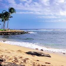 regionen/hawaii/kauai/poipu-beach-hawaiian-monk-seal.cr1328x1328-148x0 regionen/hawaii/kauai/poipu-beach-hawaiian-monk-seal.cr1328x1328-148x0