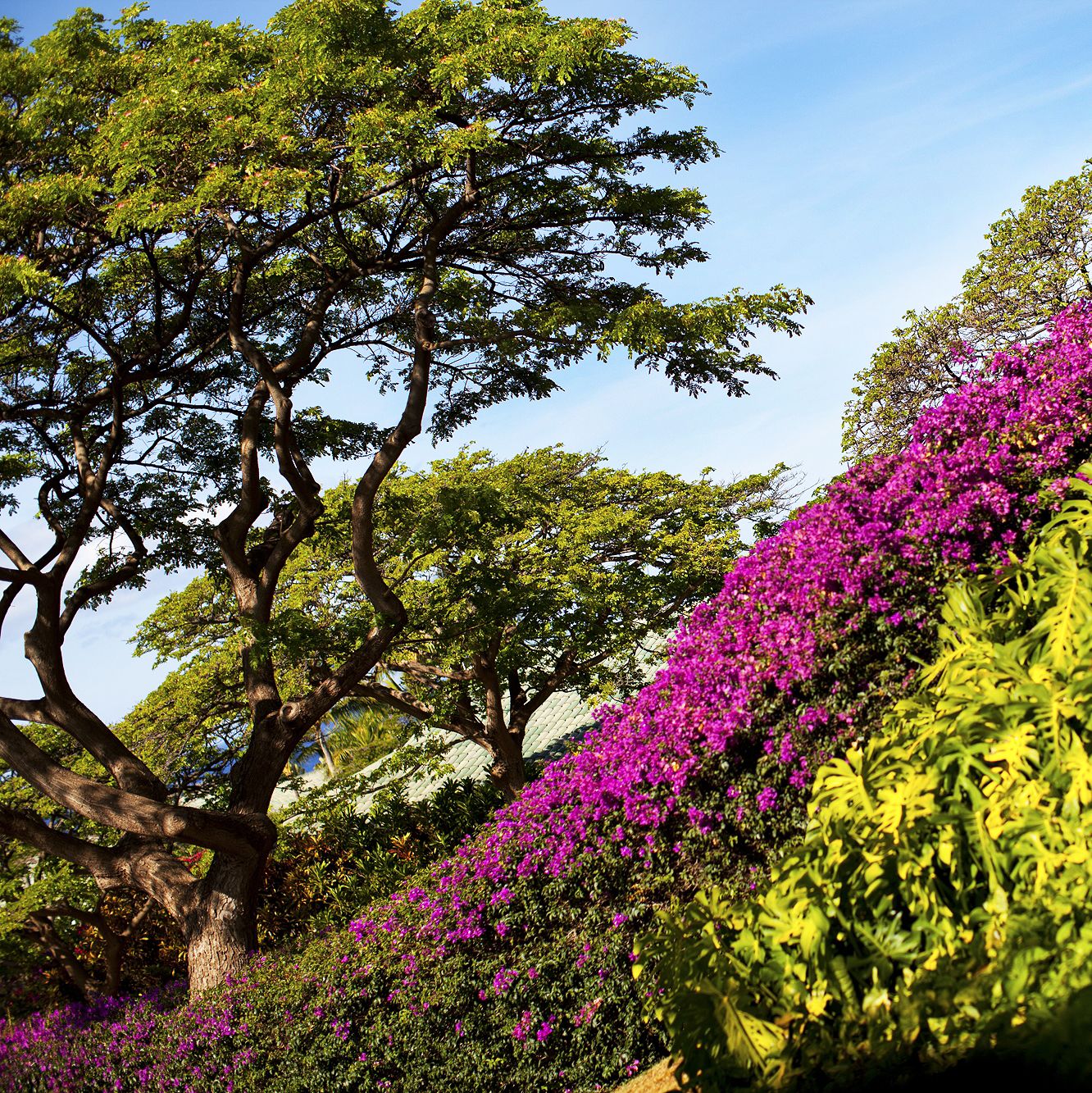 Bougainville Blume, Lanai