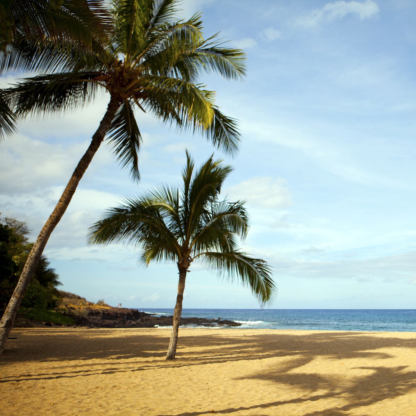 White sandy beach with palms