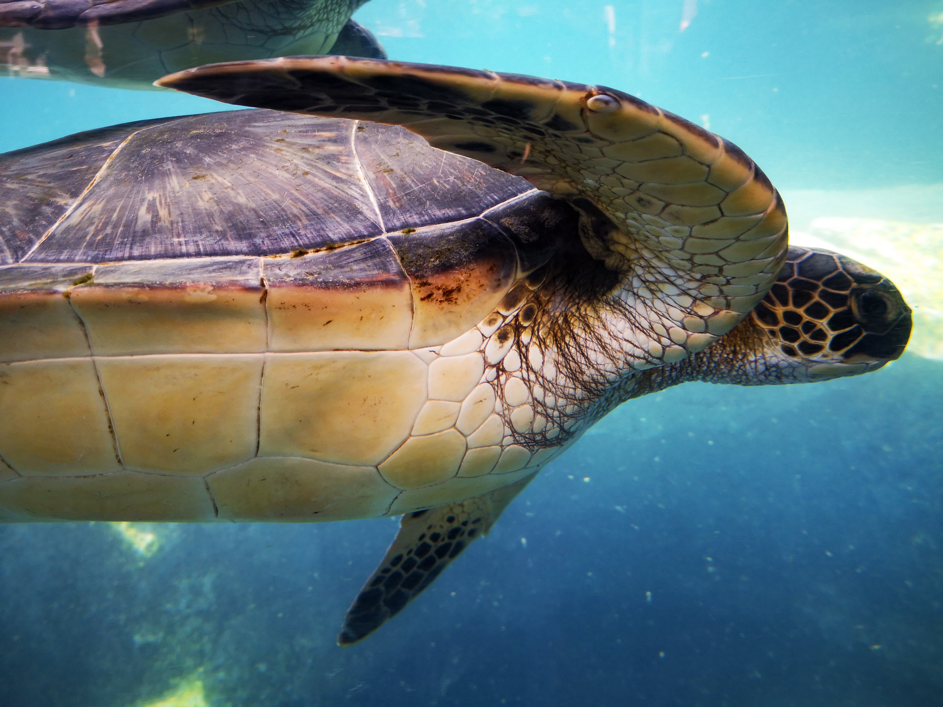 Eine Meeresschildkröte im Maui Ocean Center auf Hawaii