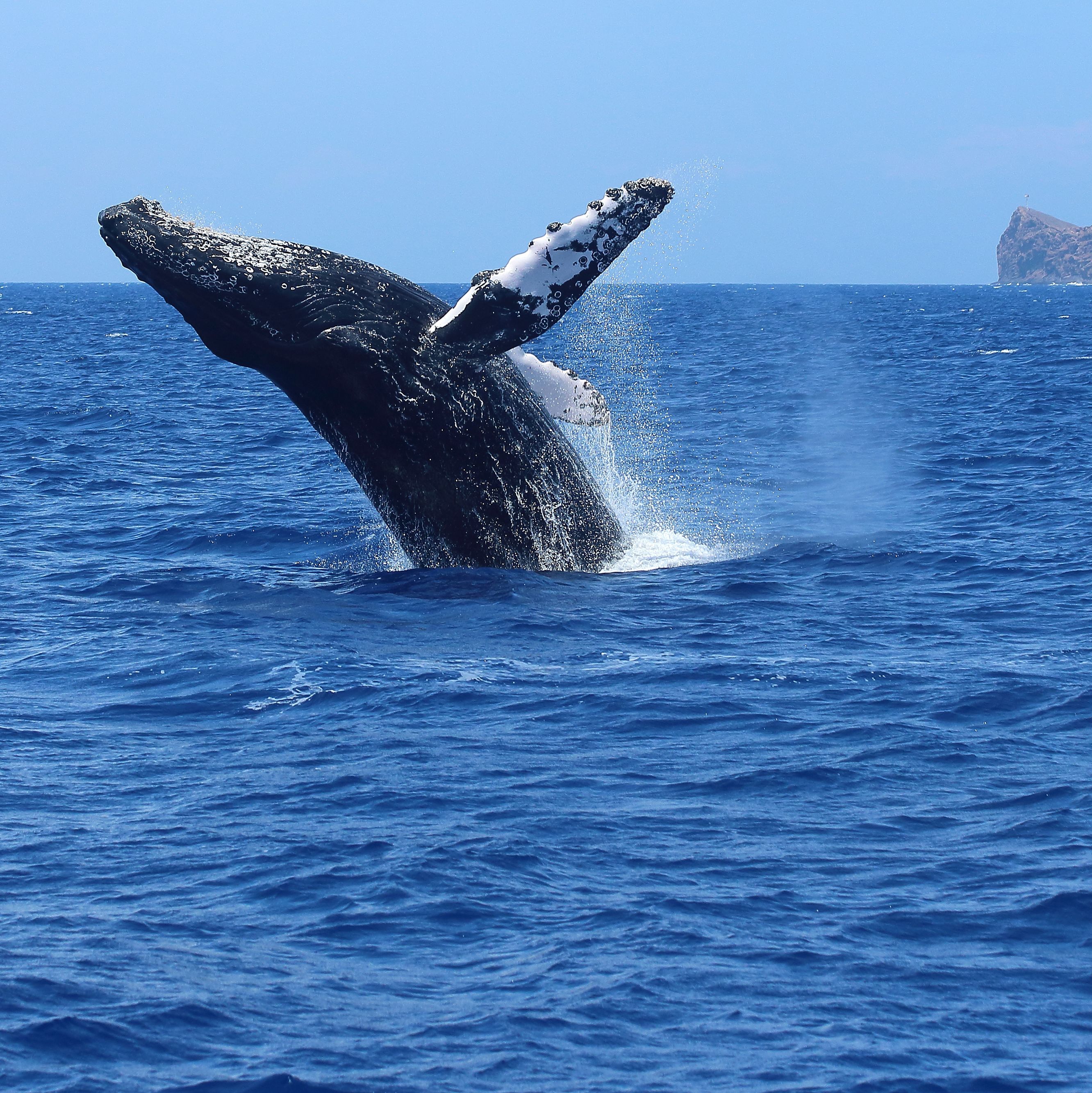 Buckelwal springt aus dem Wasser, Maui