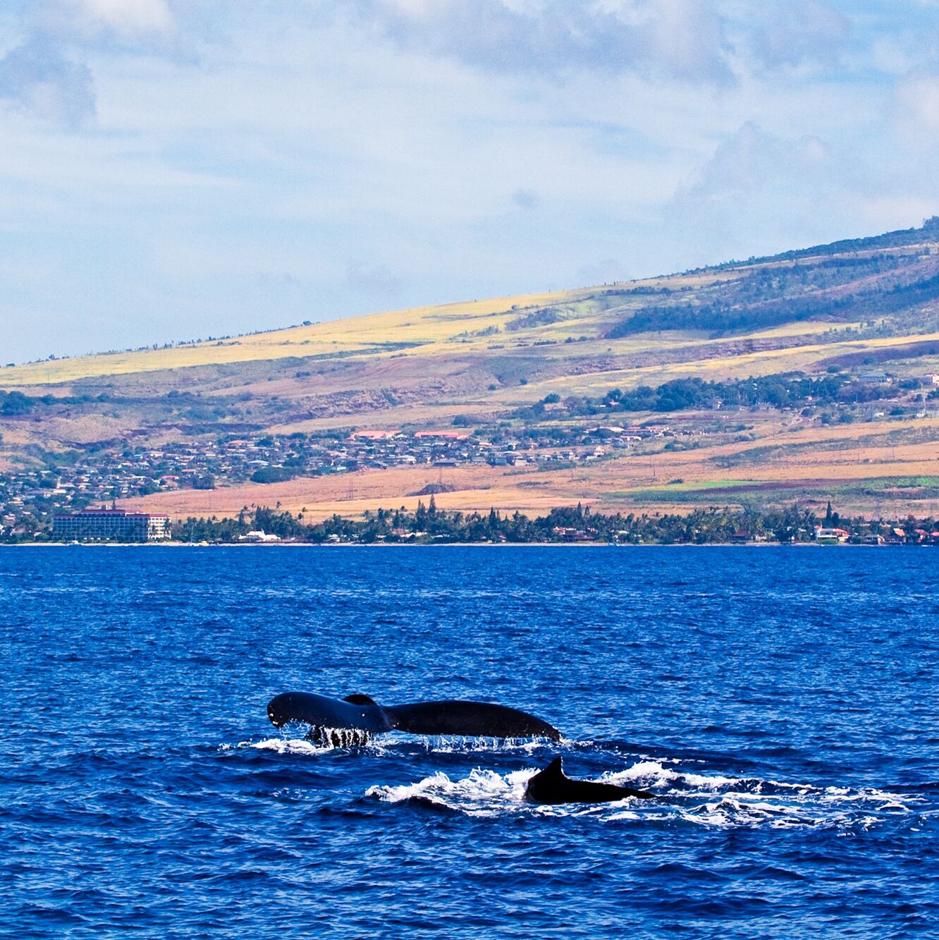 Walflossen vor Lahina, Maui