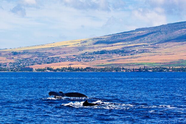 Walflossen vor Lahina, Maui