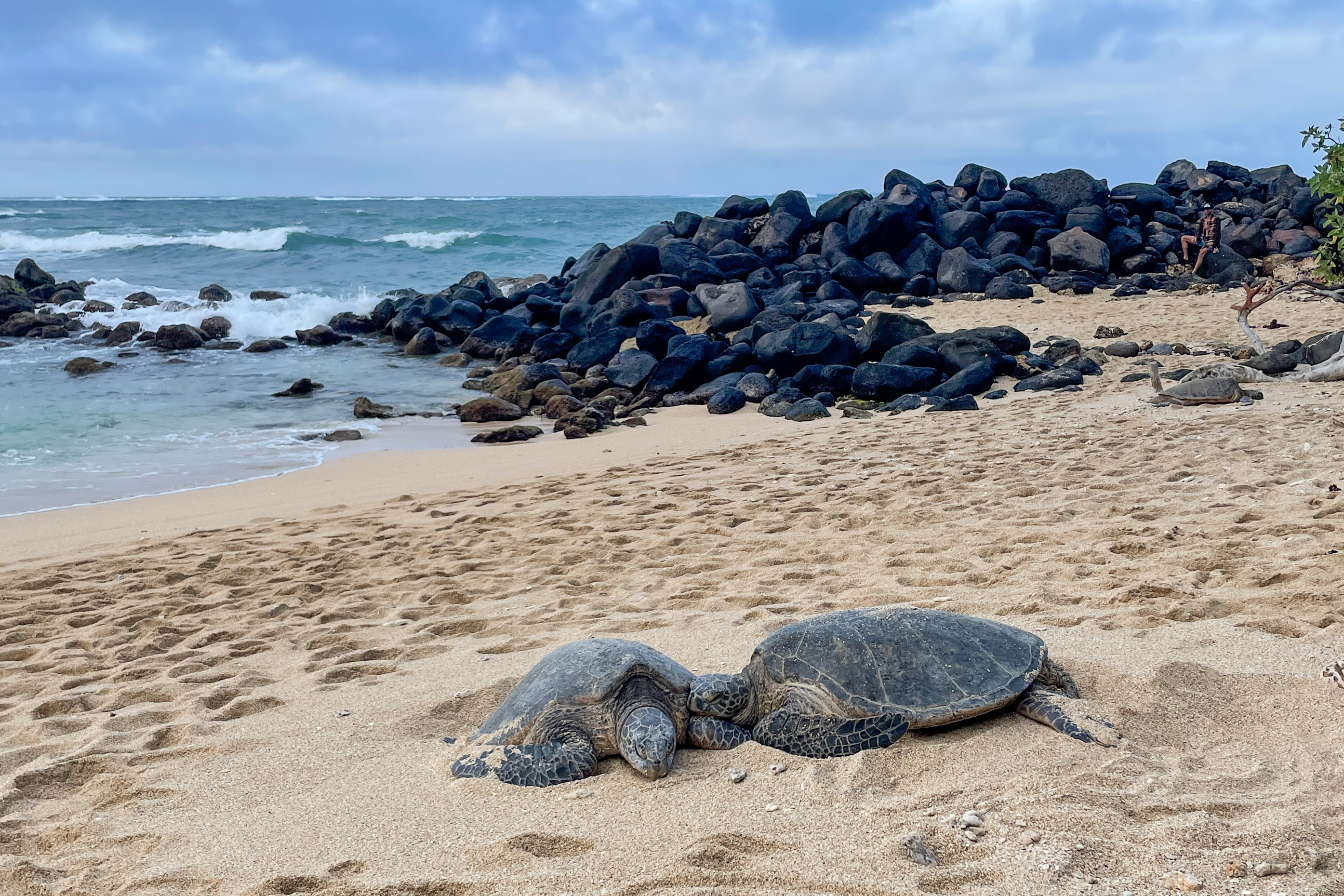 Schildkröten am Paia Secret Beach auf Maui