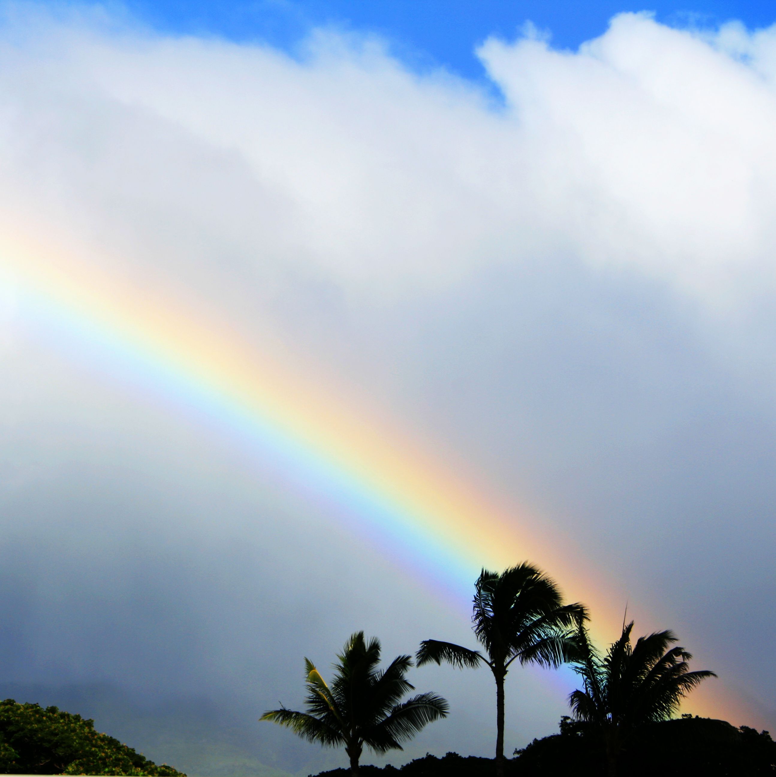 Regenbogen hinter palmen