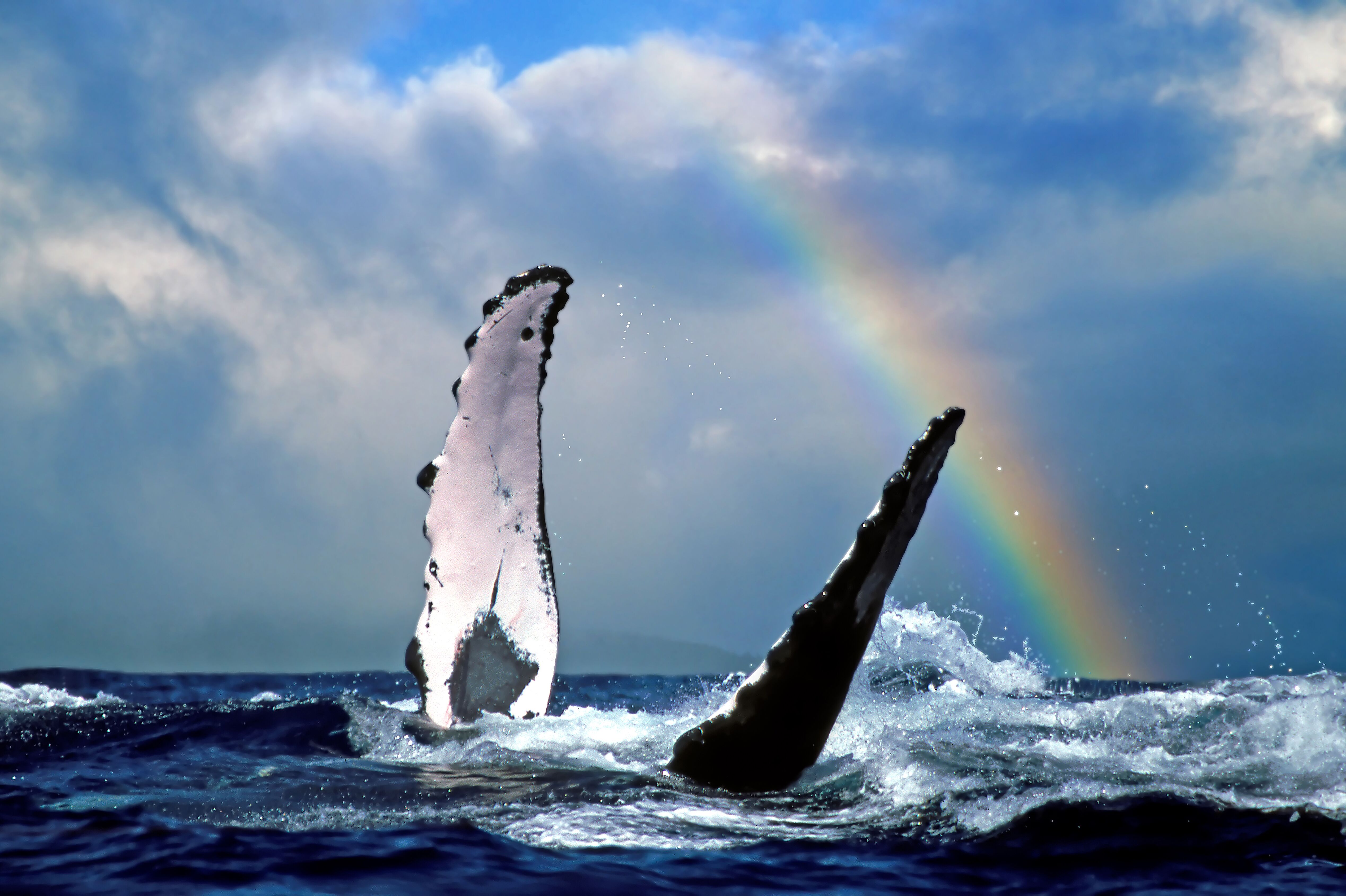 Ein Wal mit Regenbogen vor Maui
