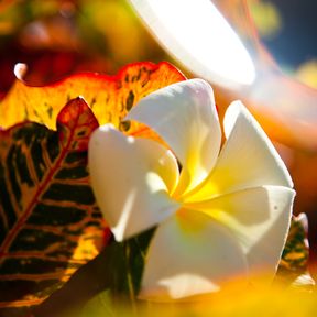 Frangipani Blume