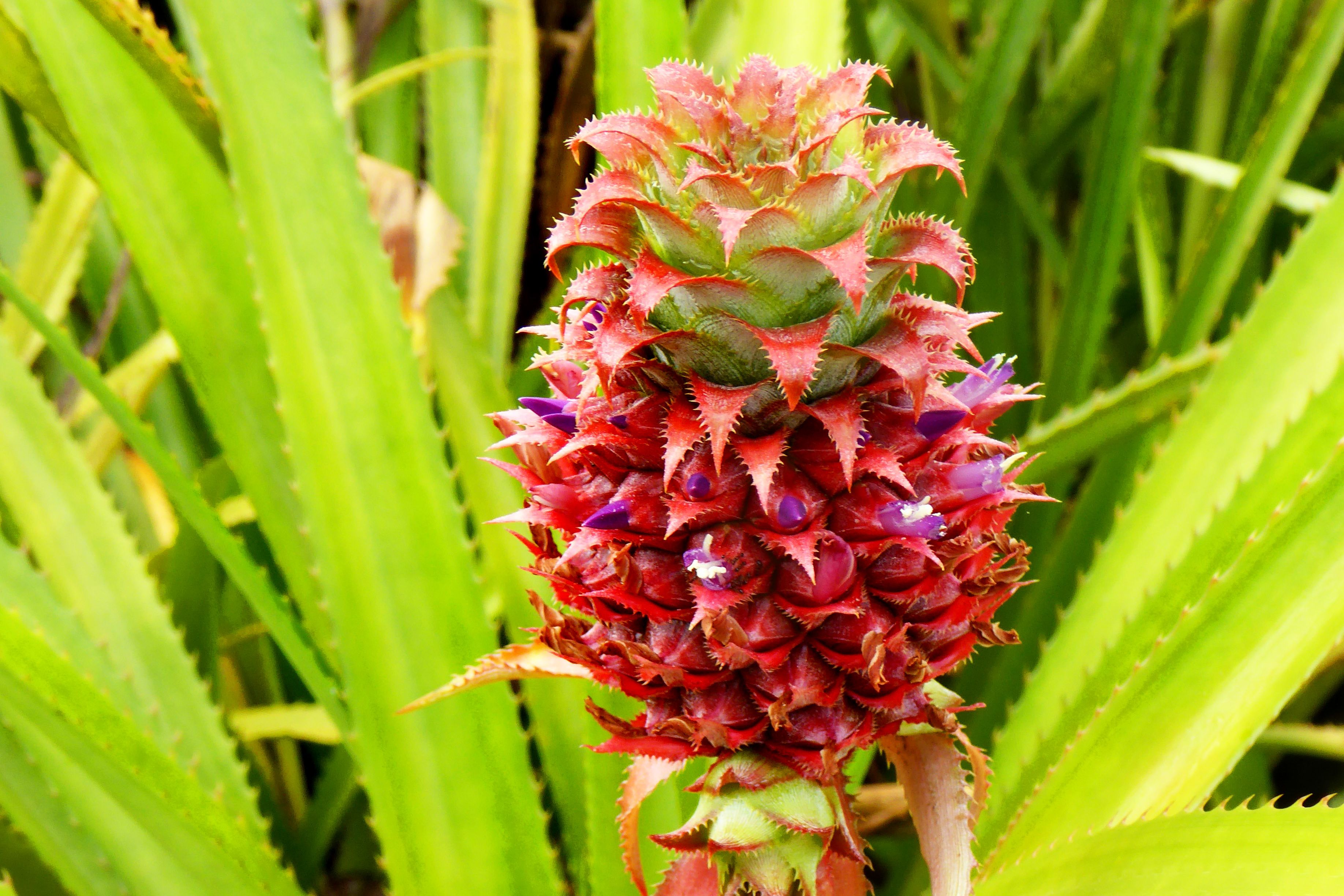 Dole Ananas Plantage