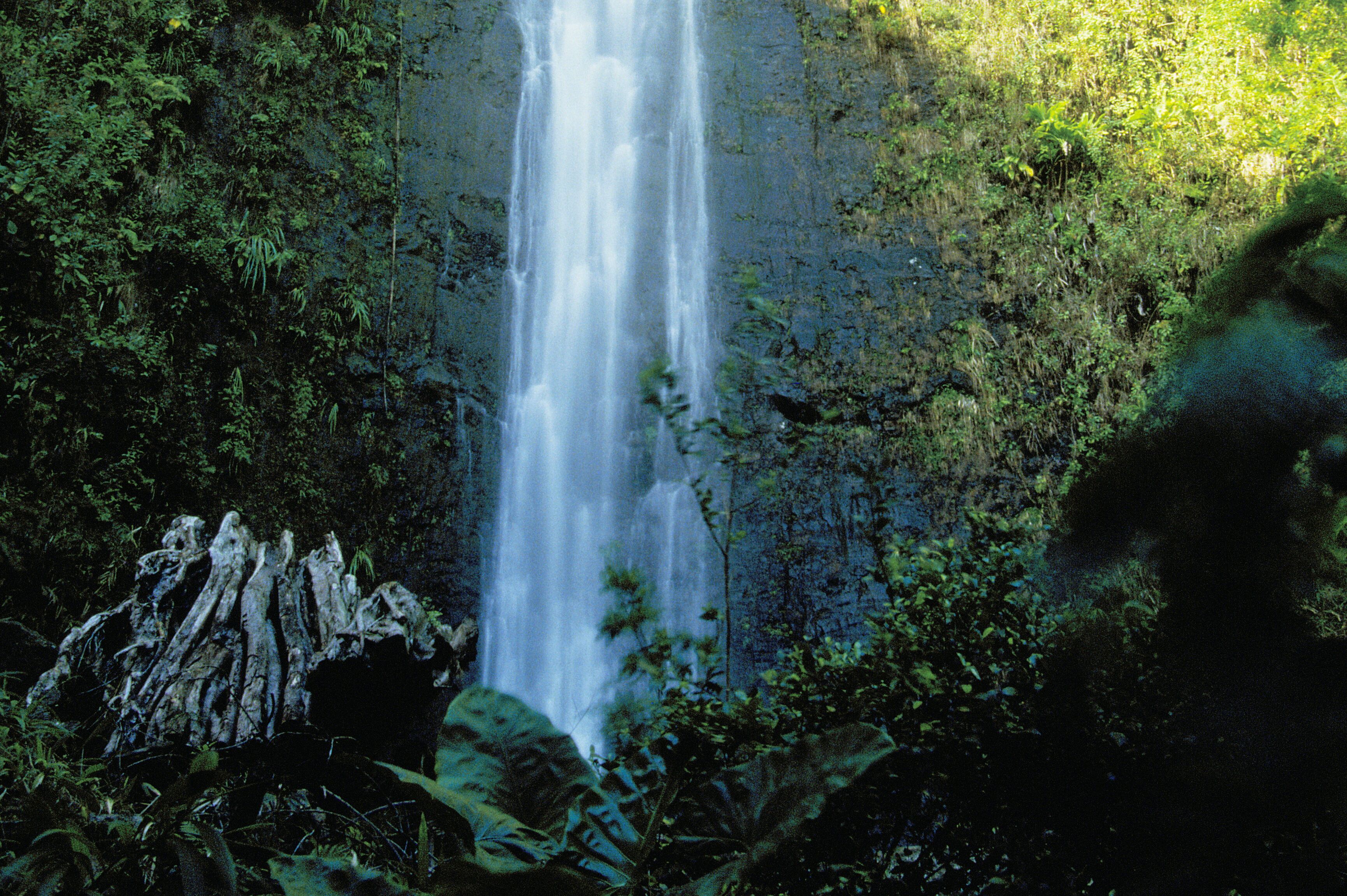 Rauschender Wasserfall umgeben von üppiger Vegetation.