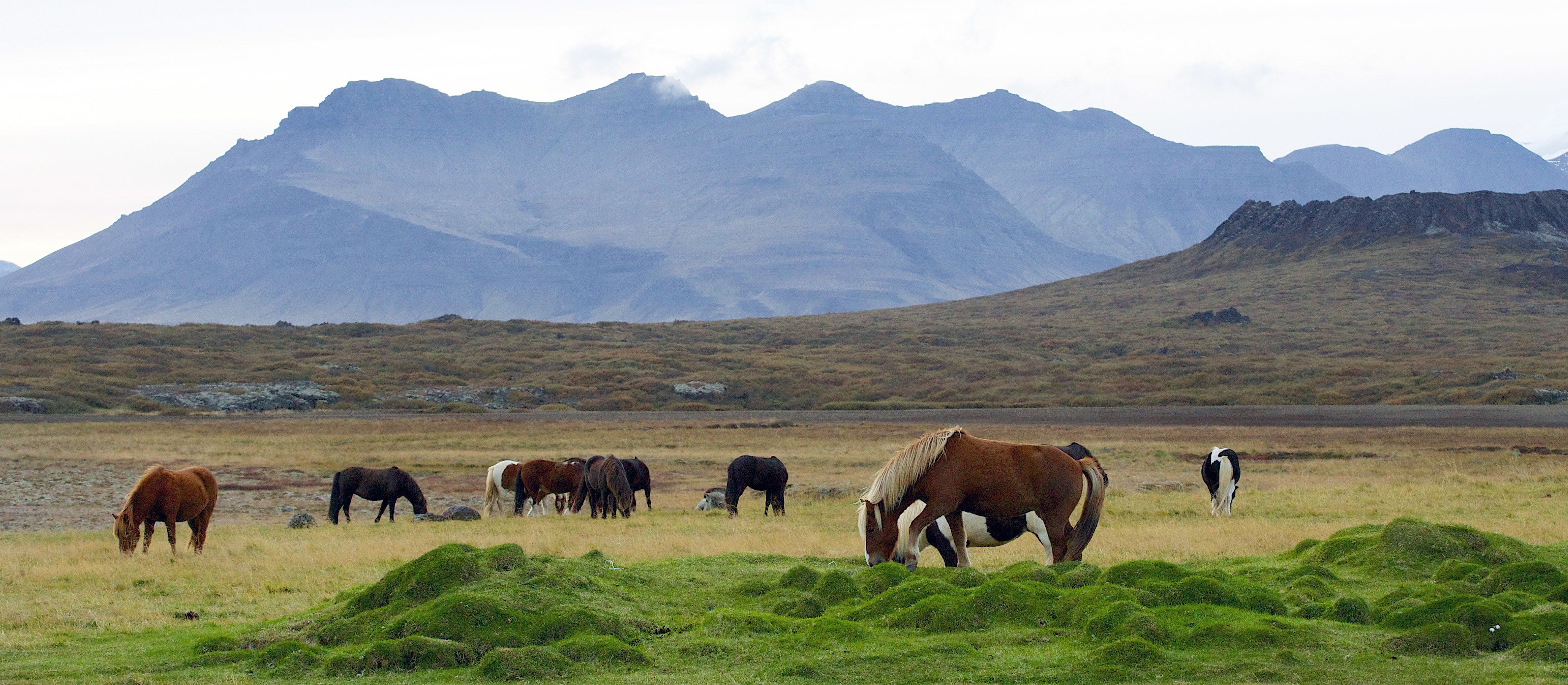 Islandpferde grasen in der Wildness