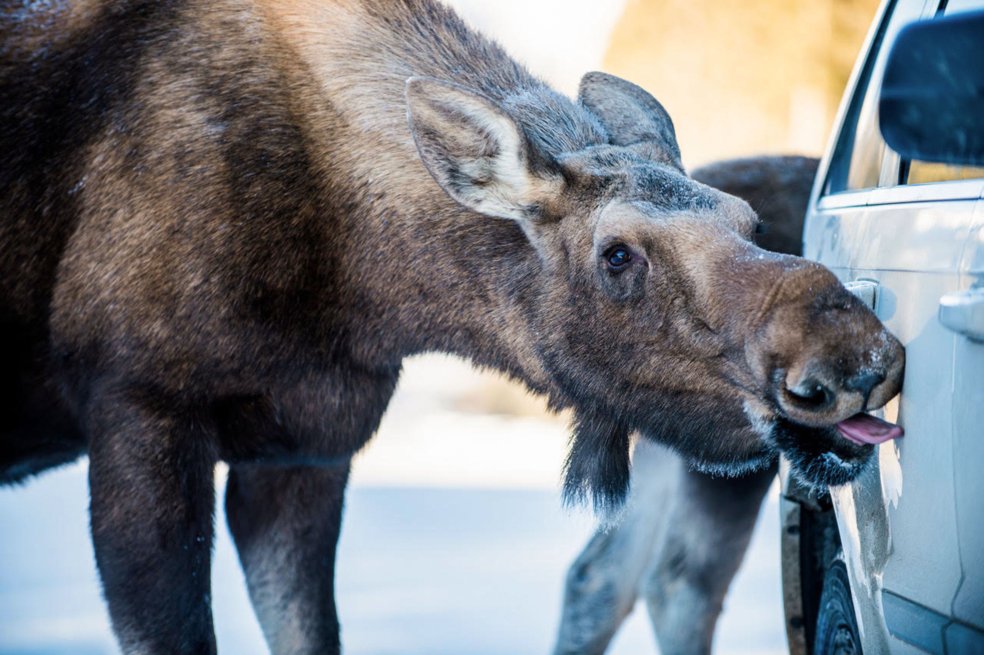 Amüsante Tierbegegnungen in Alberta: Elch schleckt am Auto Keine Seltenheit in Alberta: Wildtiere begegnen Reisenden manchmal direkt am Straßenrand.