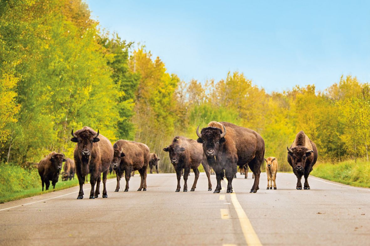 Bisons im Elk Island National Park