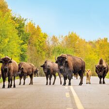 regionen/kanada/alberta/allgemein/elk-island-national-park-bisons.cr668x669-196x0 regionen/kanada/alberta/allgemein/elk-island-national-park-bisons.cr668x669-196x0