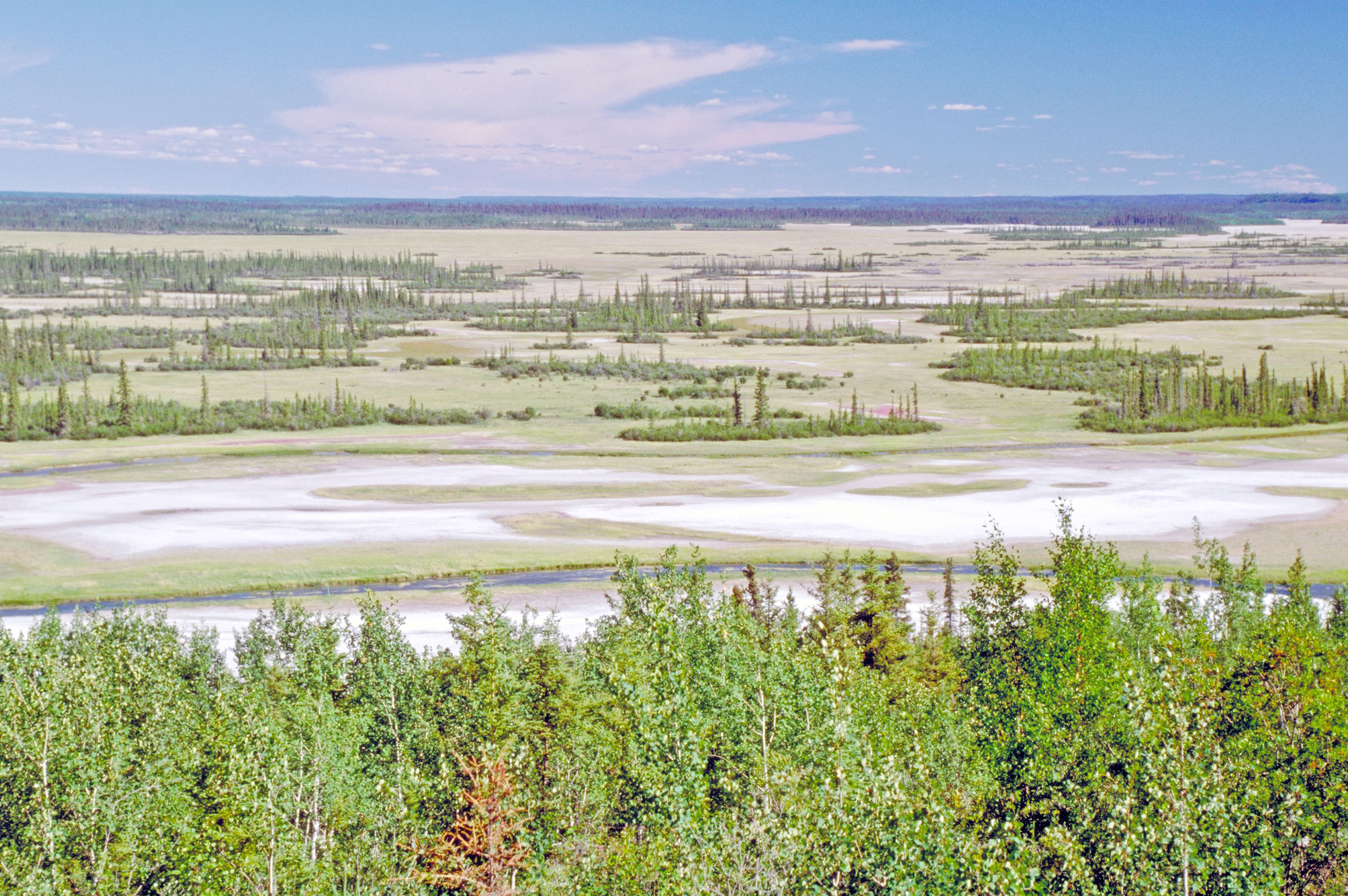 Weite im Wood Buffalo National Park