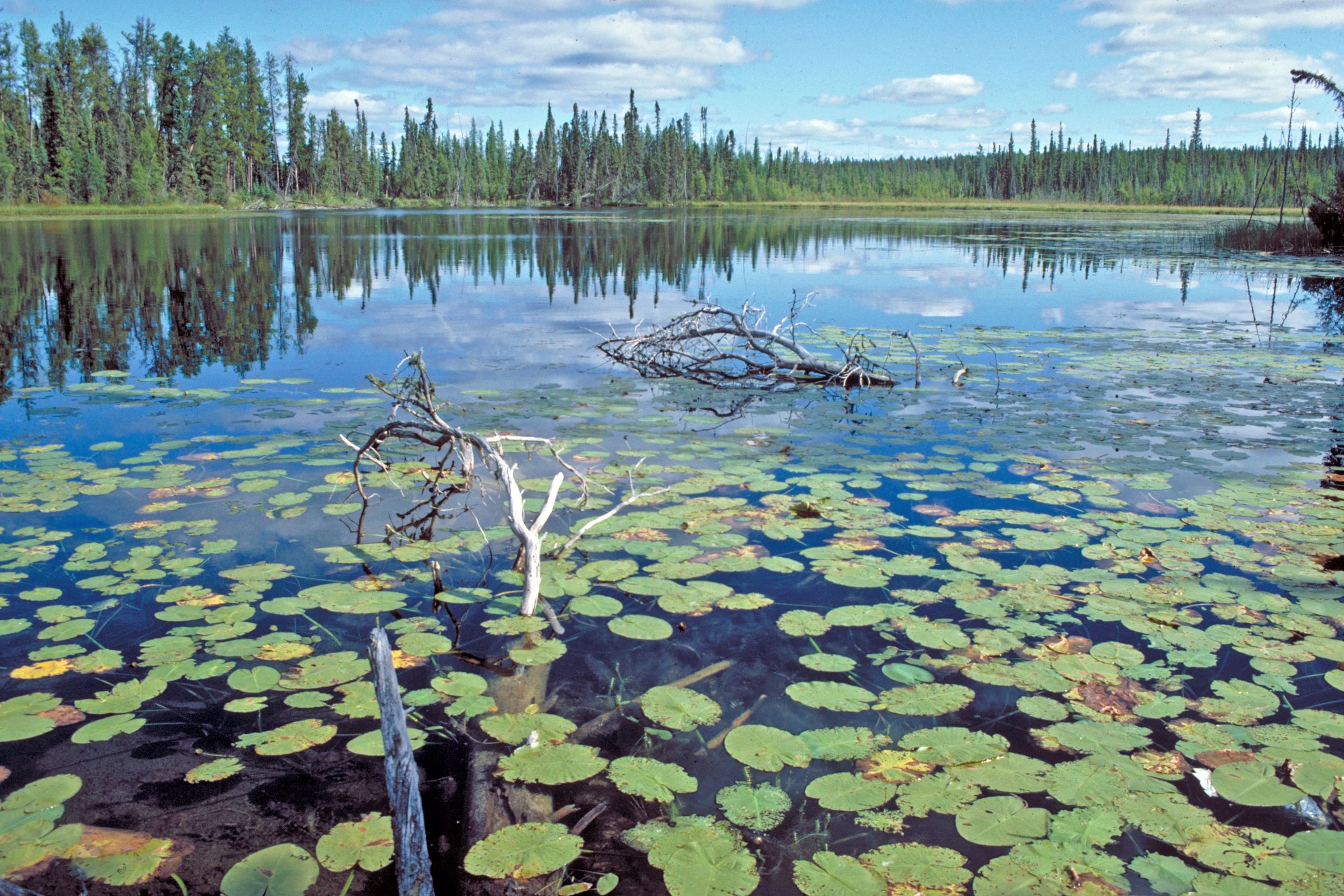 See im Wood Buffalo National Park