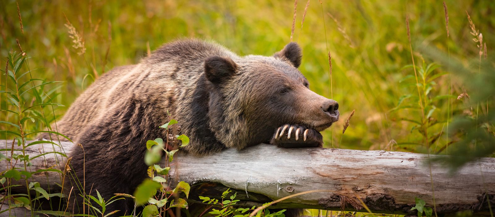 Ein Grizzlybär ruht sich aus