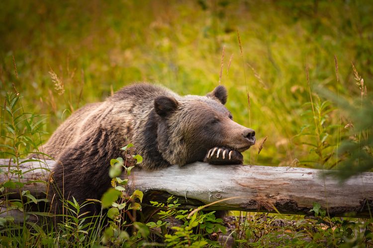 Ein Grizzlybär ruht sich aus