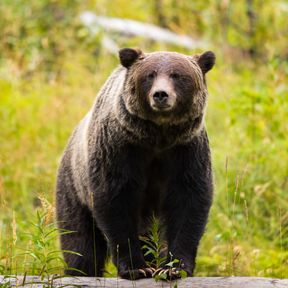 Grizzly im Banff National Park in Alberta, Kanada