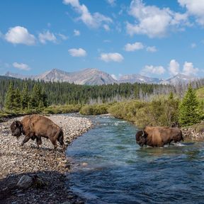 Eine Bisonherde durchquert einen Fluss im Banff Nationalpark in Kanada