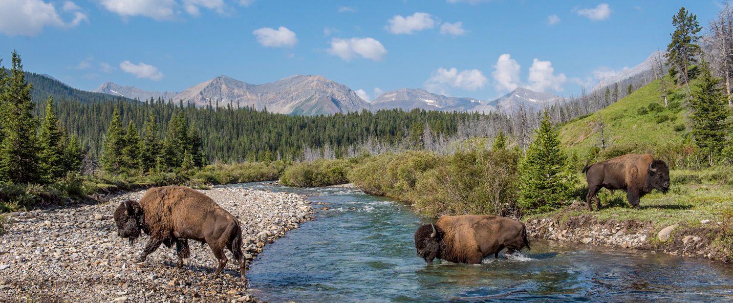 Eine Bisonherde durchquert einen Fluss im Banff Nationalpark in Kanada