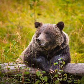 Ein Grizzlybär macht eine Pause auf einem Baumstamm im Banff-Nationalpark