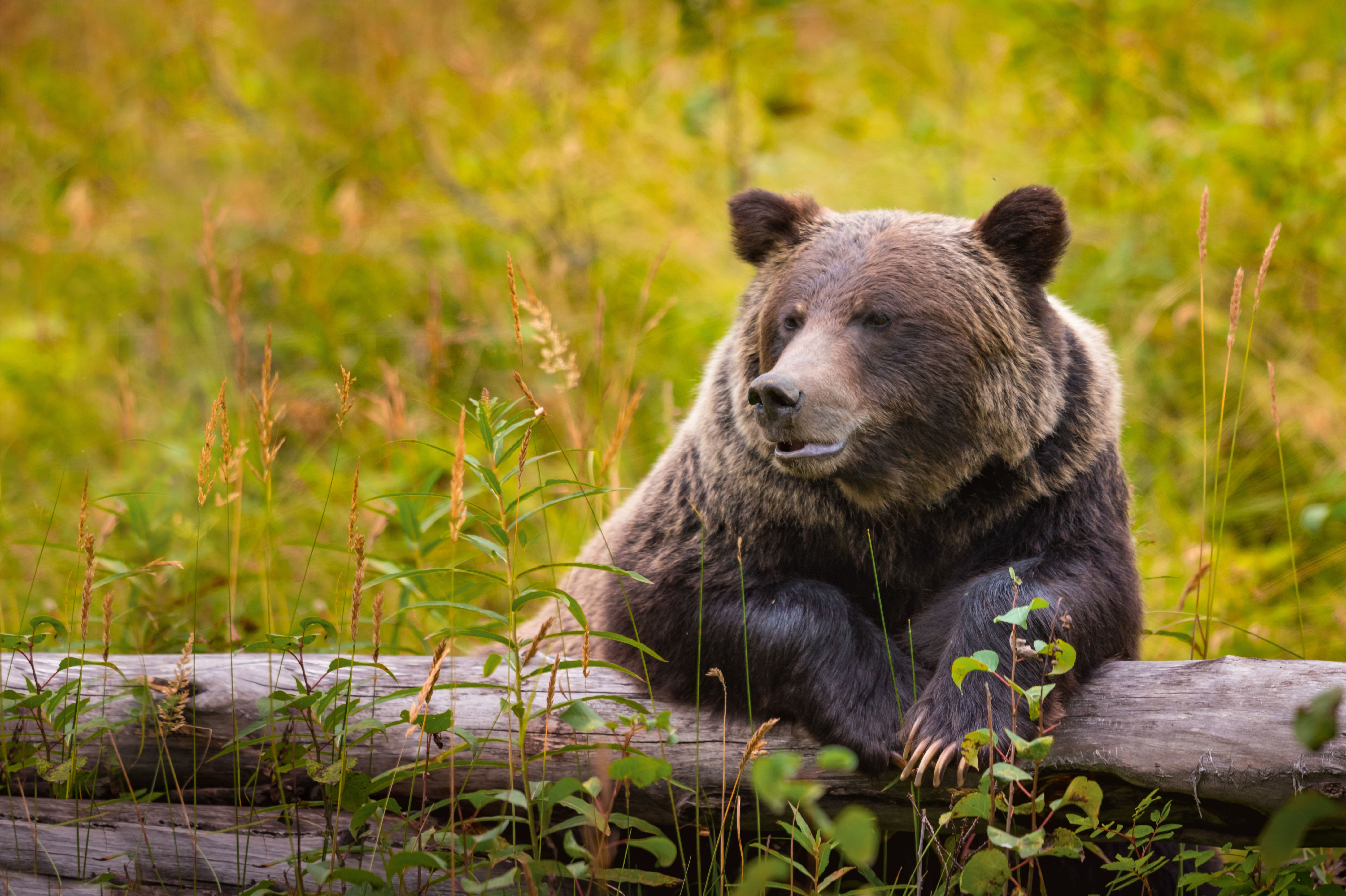 Ein Grizzlybär macht eine Pause auf einem Baumstamm im Banff-Nationalpark