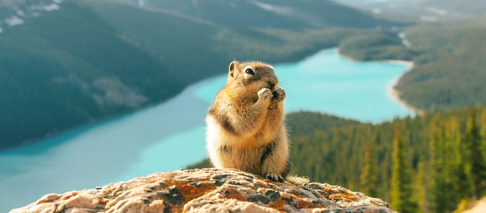 Ein Eichhörnchen vor Peyto Lake im Banff Nationalpark, Alberta