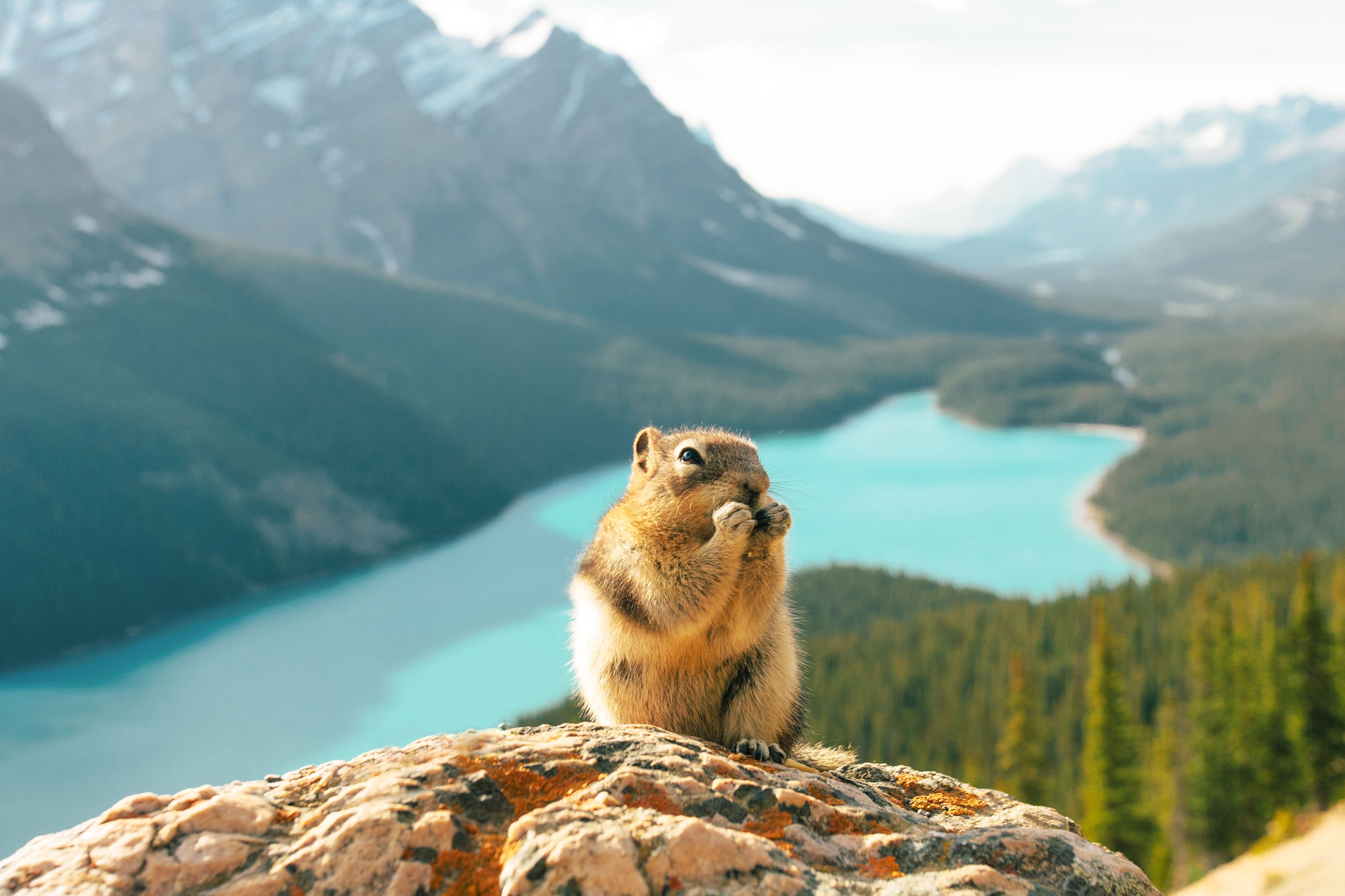 Ein Eichhörnchen vor Peyto Lake im Banff Nationalpark, Alberta