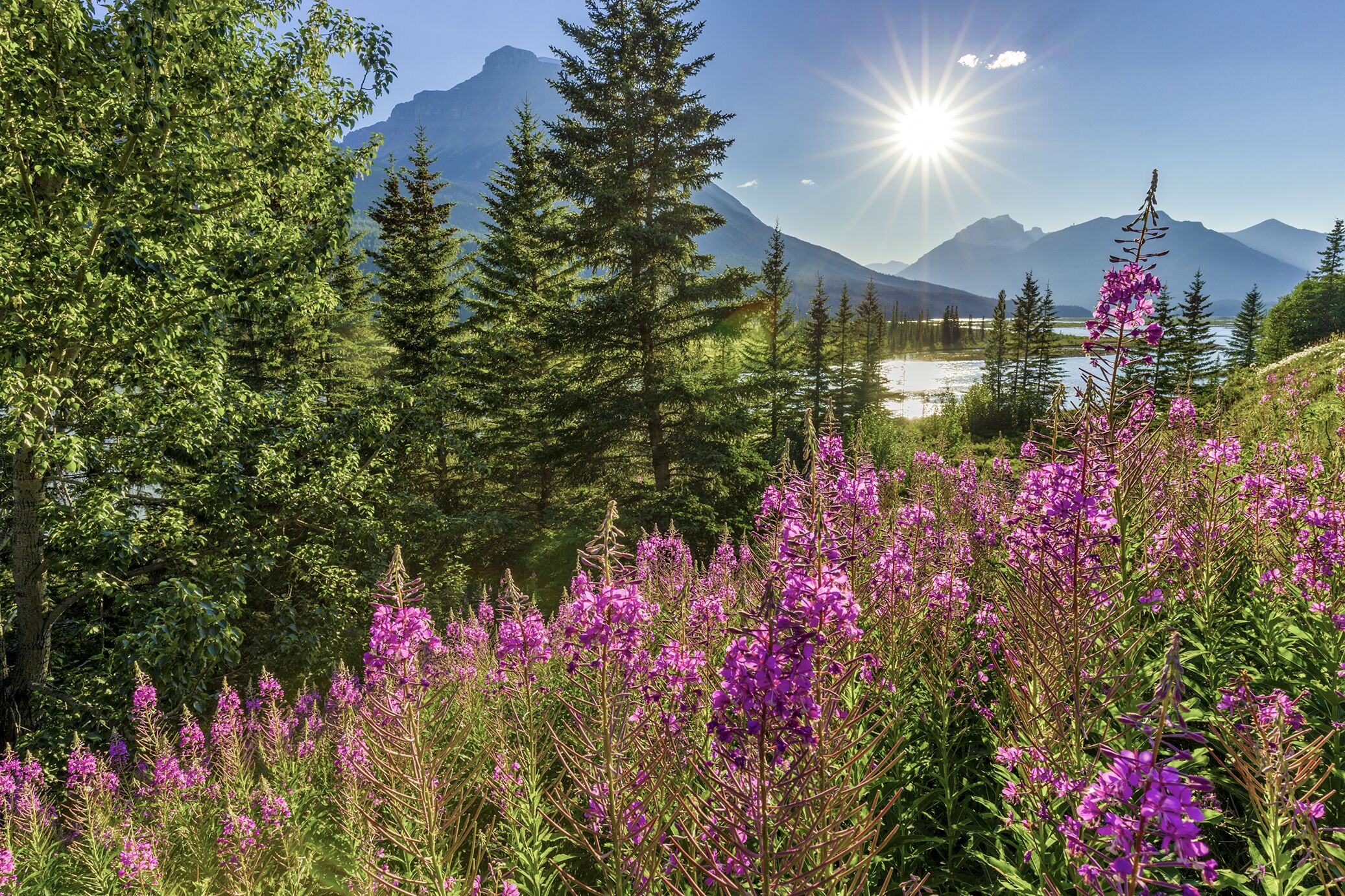 Wunderschöne Wildblumen auf dem Iceland Parkway im Banff Nationalpark von Kanada