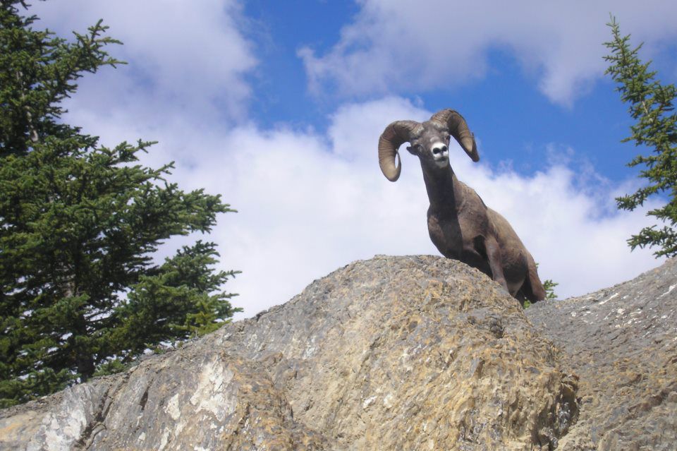 Mountaingoat