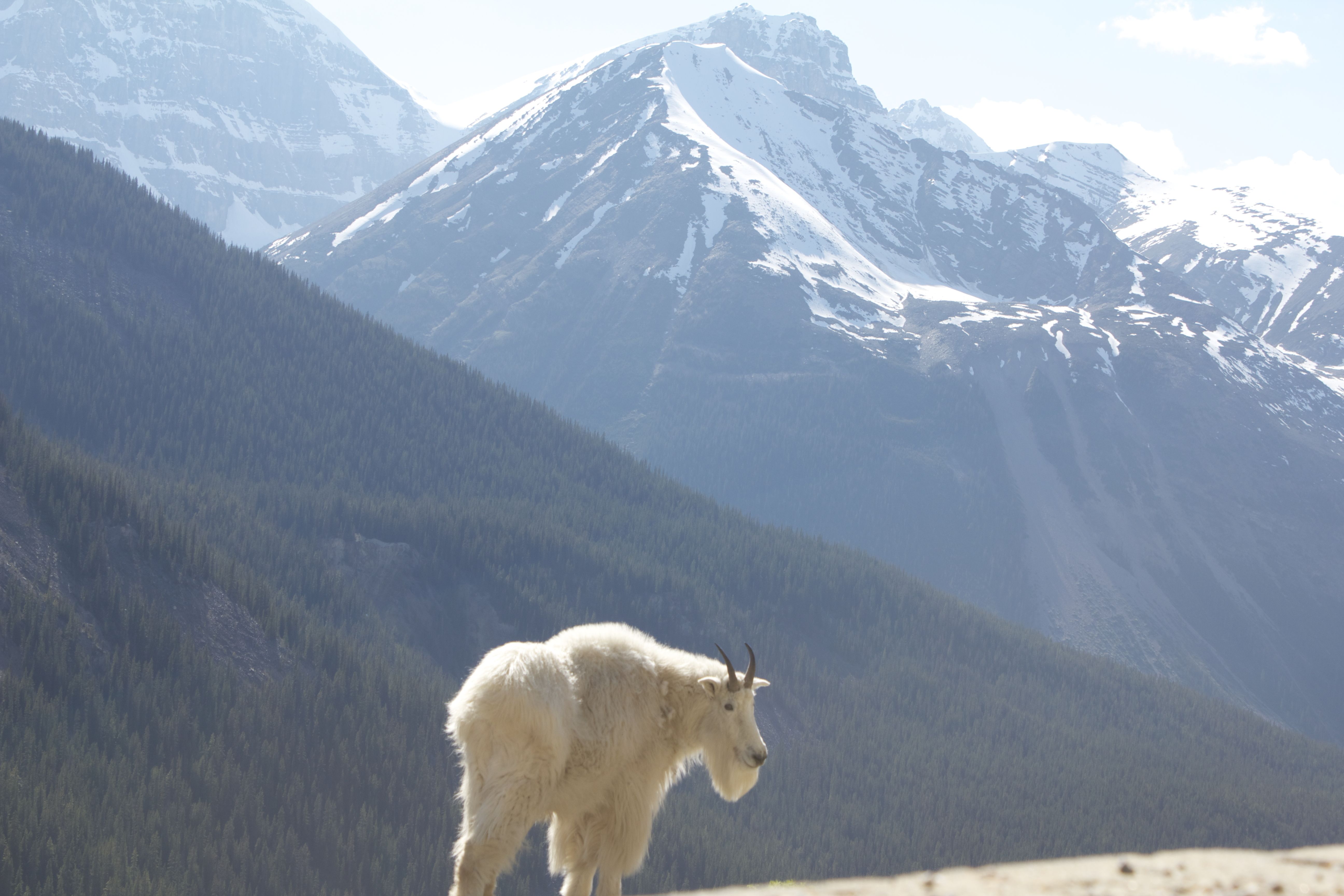 Icefields Parkway