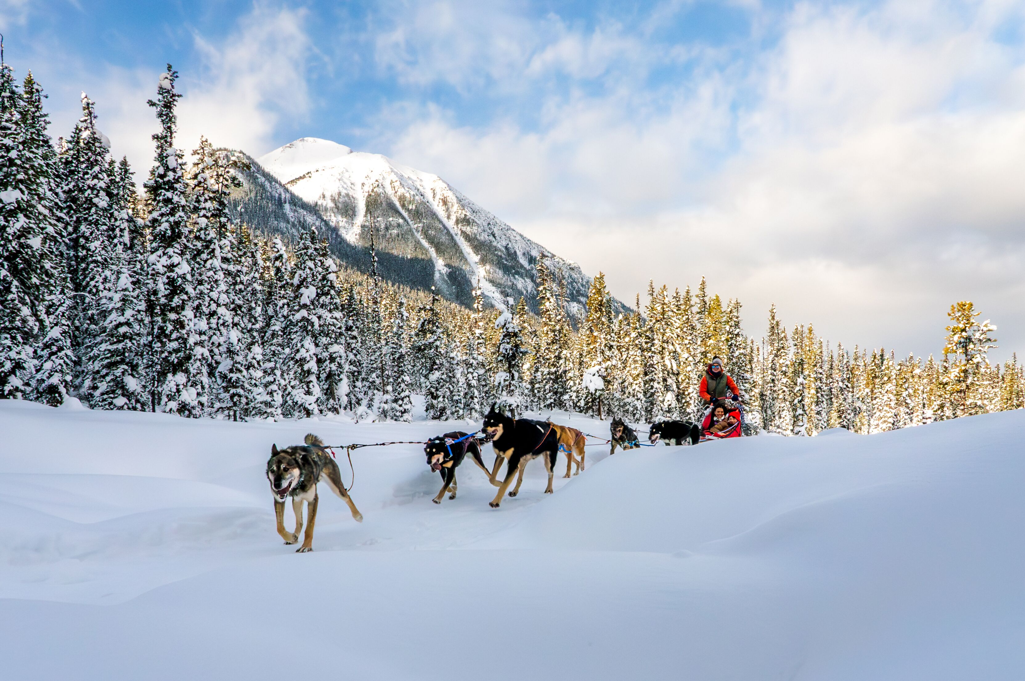 Hundeschlittenfahrt im Banff Nationalpark