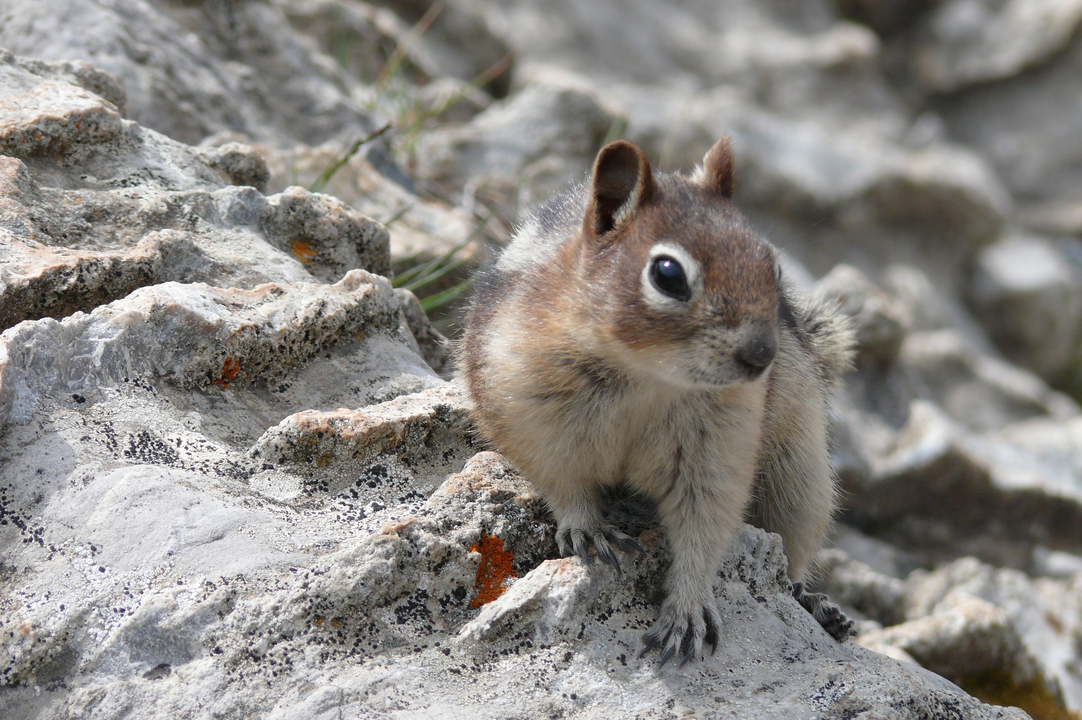 Streifenhörnchen, Sulphur Mountain