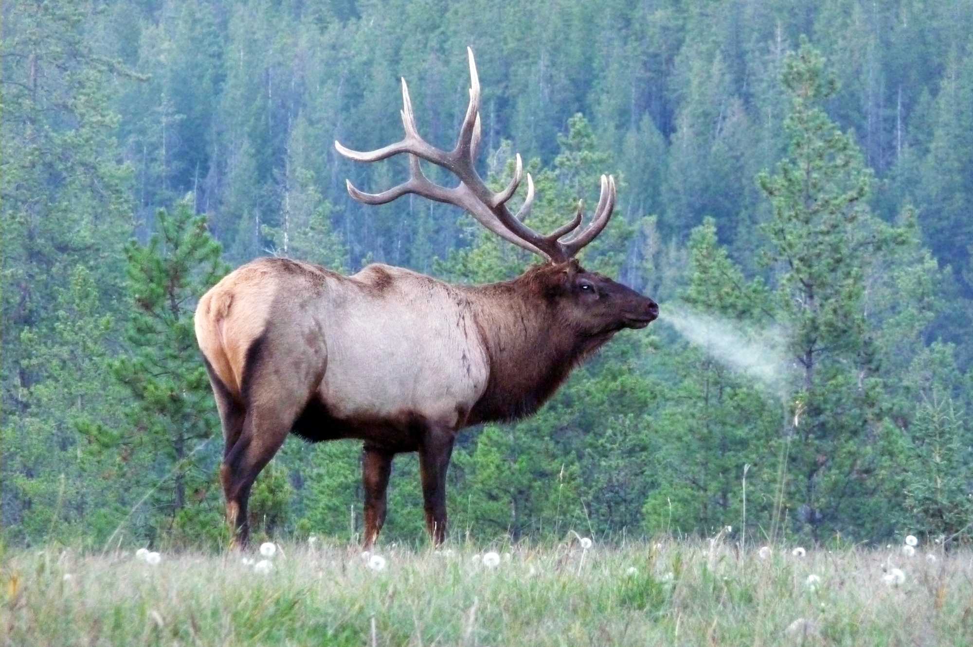 Evening Wildlife Safari B renbeobachtung In Alberta CANUSA