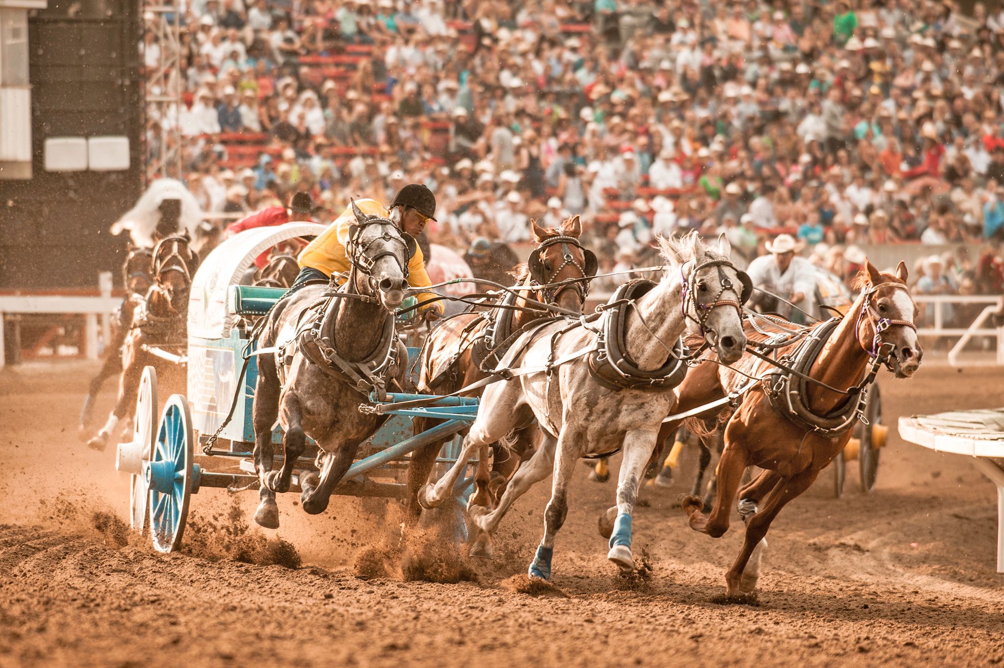 Kutschenrennen auf dem Calgary Stampede in Alberta