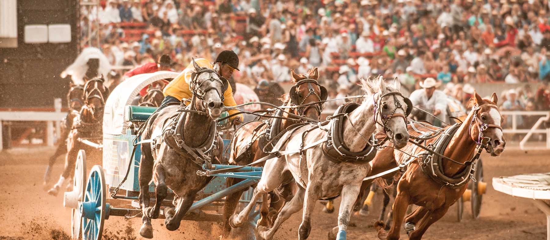 Calgary Stampede ChuckwagonRennen und Rodeos! CANUSA