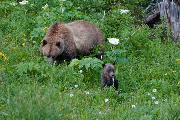 Bärenmama mit ihrem Jungtier Bärenmama mit ihrem Jungtier