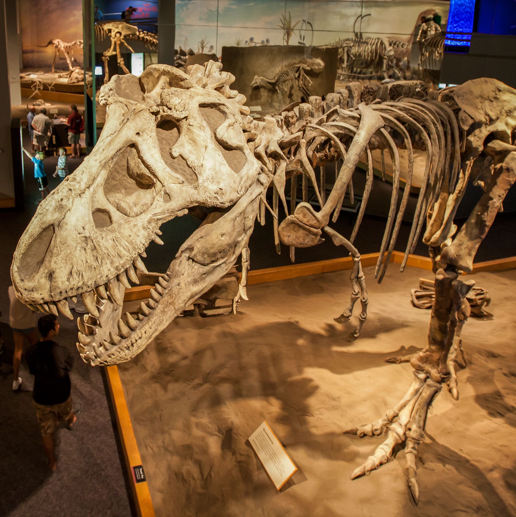 Dinosaurierskelett im Royal Tyrrel Museum