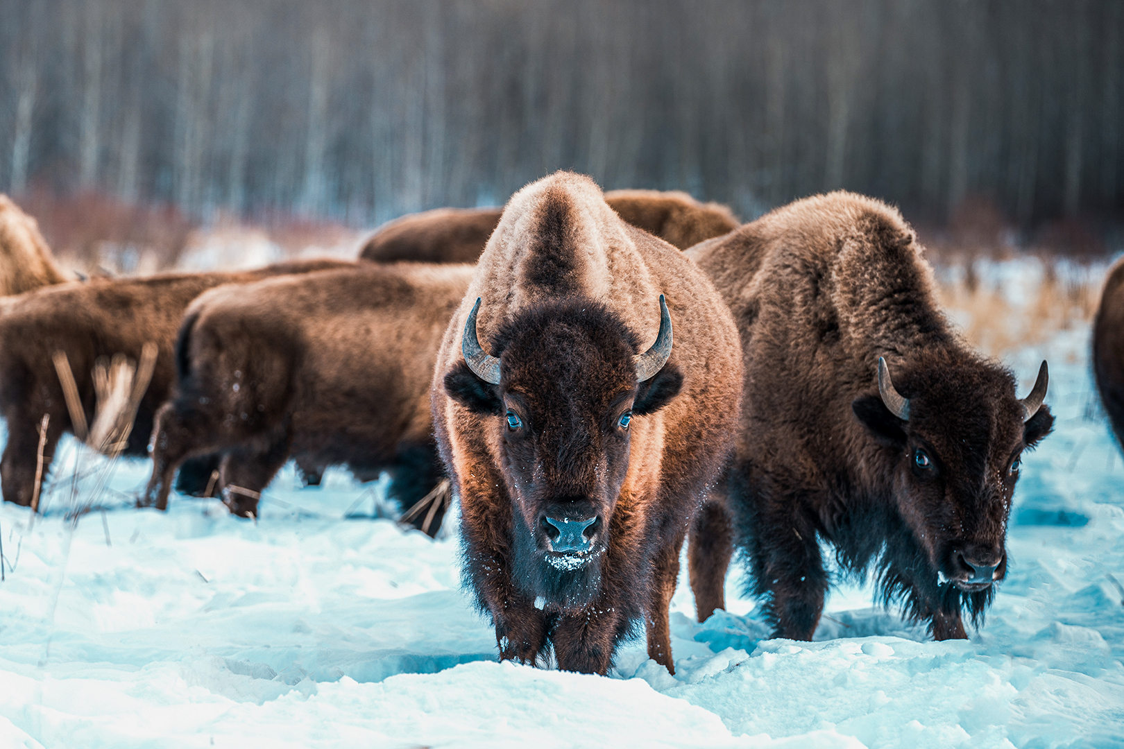 Wapitis von Edmonton hautnah im Elk-Island Nationalpark erleben