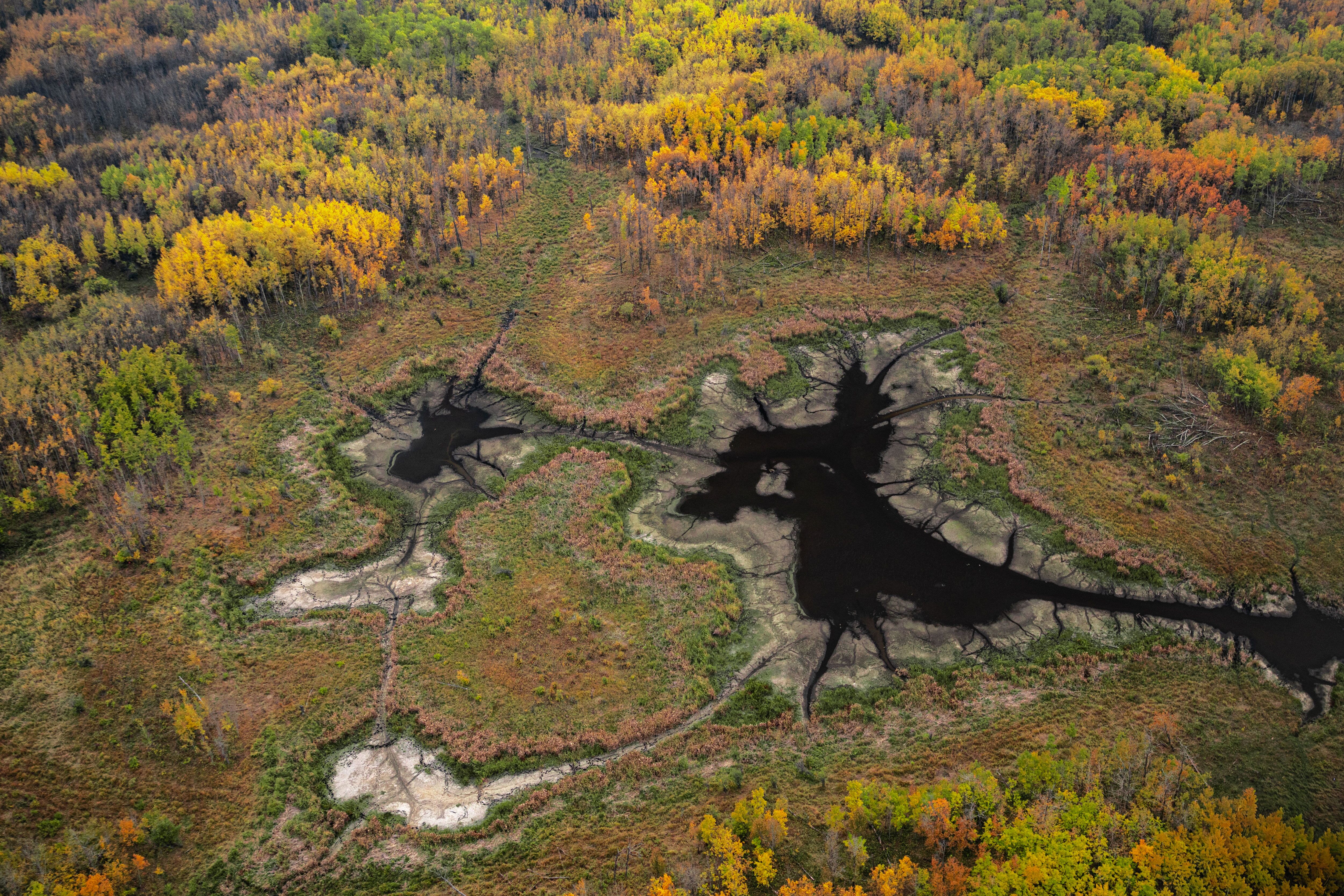 Das Luftbild zeigt ein teilweise ausgetrocknetes Feuchtgebiet mit markanten Schlammrissen, umgeben von herbstlich gefärbten Wäldern in der Region um Edmonton Das Luftbild zeigt ein teilweise ausgetrocknetes Feuchtgebiet mit markanten Schlammrissen, umgeben von herbstlich gefärbten Wäldern in der Region um Edmonton