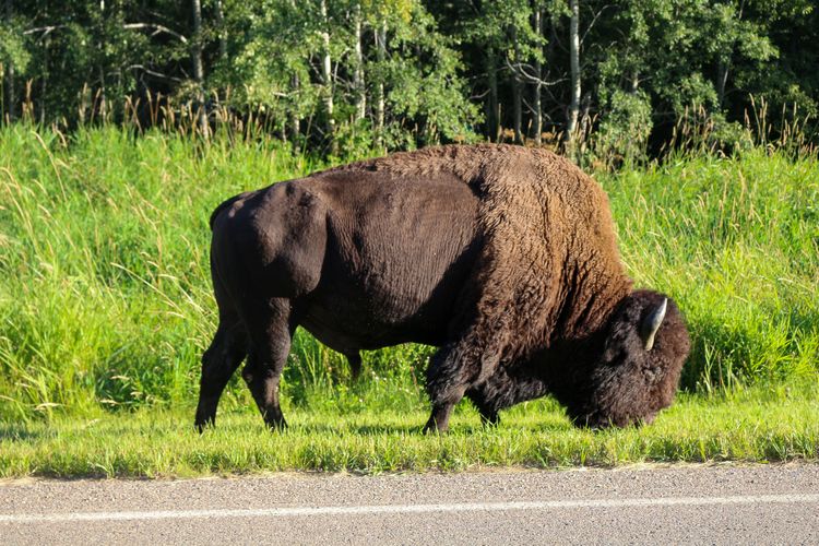 Ein Bison frisst am Wegesrand im Elk Island Nationalpark in Alberta