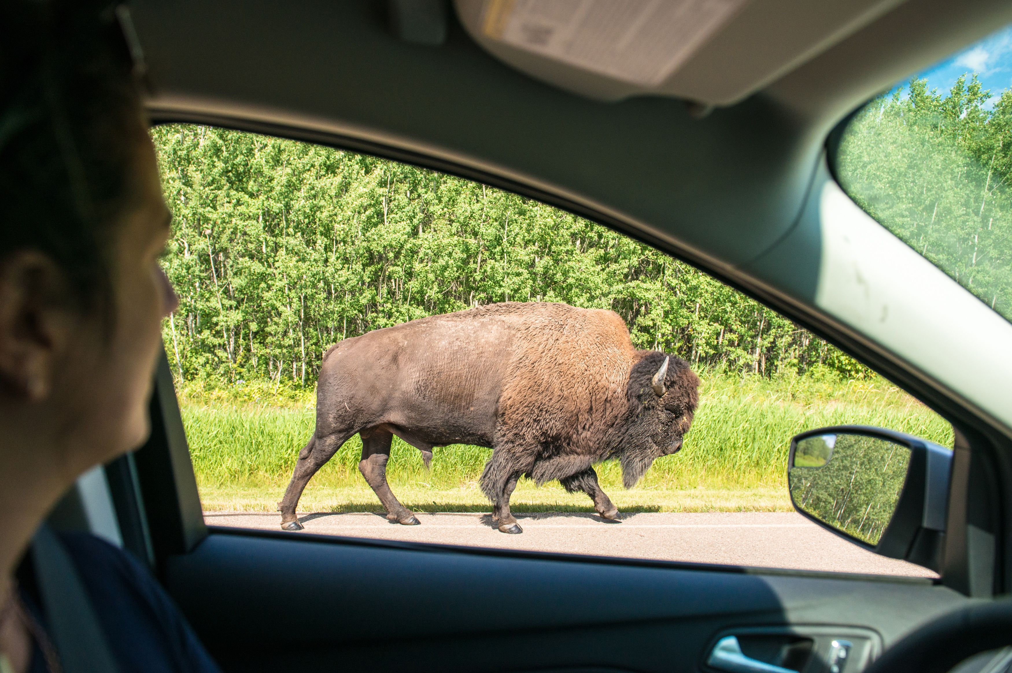 Bisonbeobachtung aus dem sicheren Auto im Elk Island National Park, Alberta