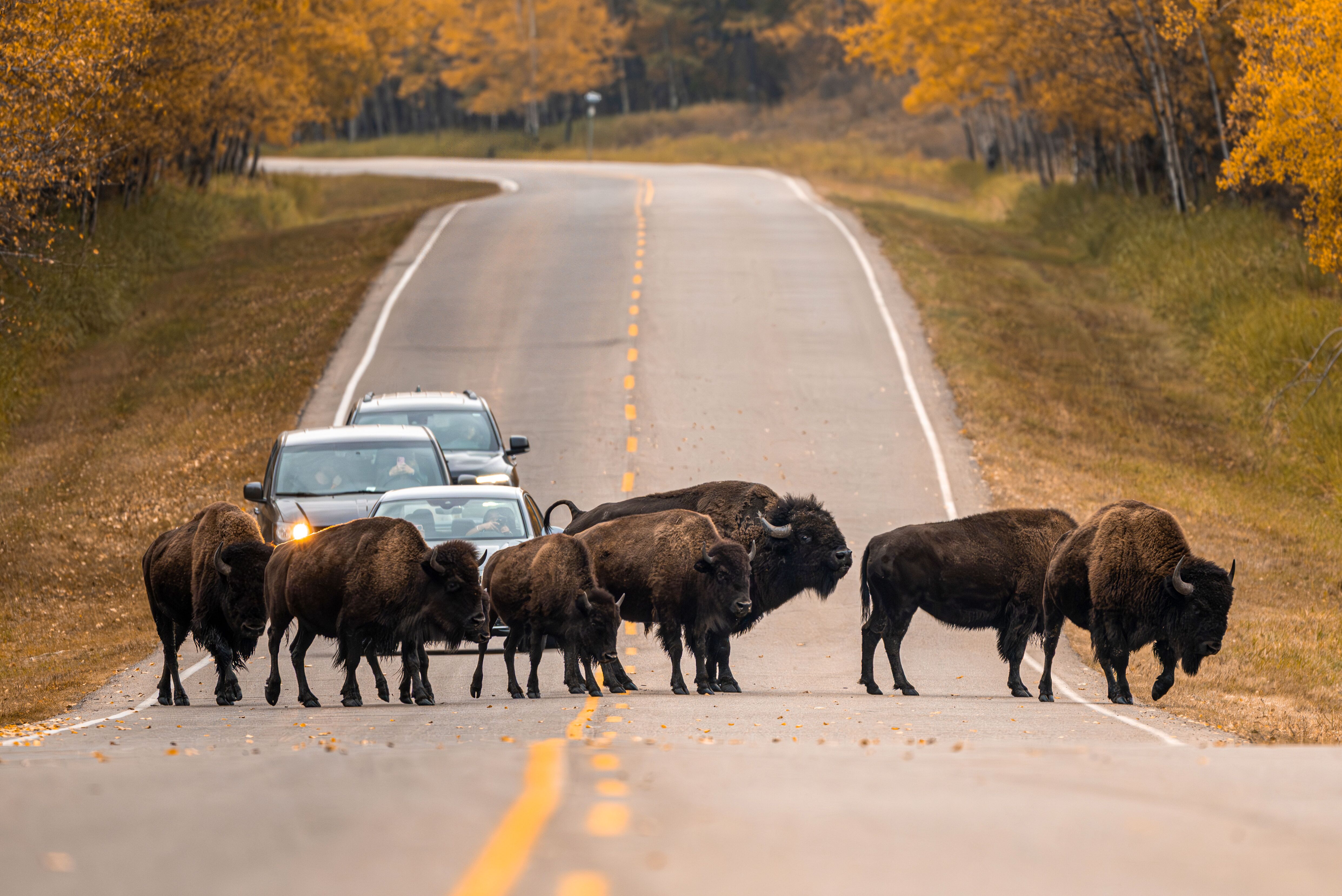 Eine Bisonherde hat im Elk Island Nationalpark bei Edmonton Vorfahrt Eine Bisonherde hat im Elk Island Nationalpark bei Edmonton Vorfahrt
