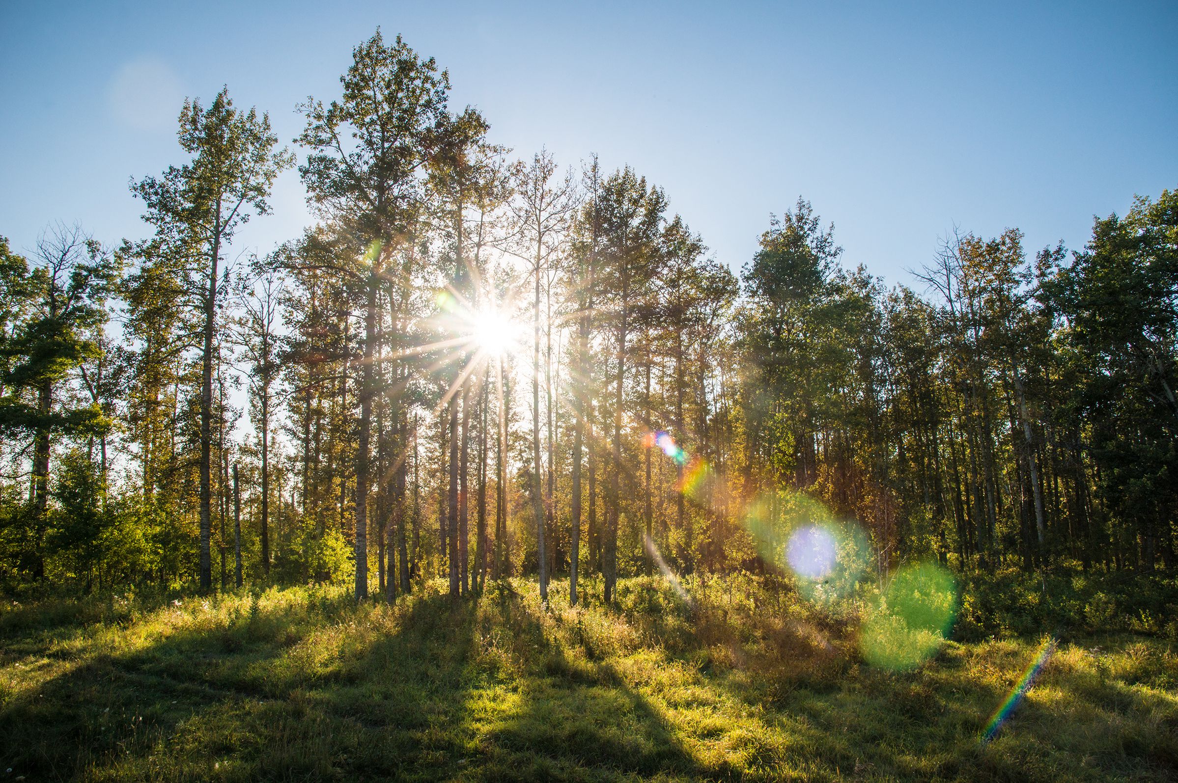 Wald im Elk-Island-Nationalpark